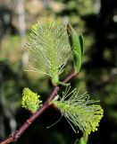 Salix starkeana. Верхушка побега с мужскими соцветиями. Архангельская обл., Пинежский р-н, окр. Пинежского заповедника, лес в районе распространения карста. 28.05.2013.