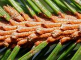 Picea abies. Часть побега с почкой и основаниями хвоинок. Германия, г. Дюссельдорф, Ботанический сад университета. 02.03.2014.