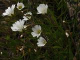 Cerastium alpinum