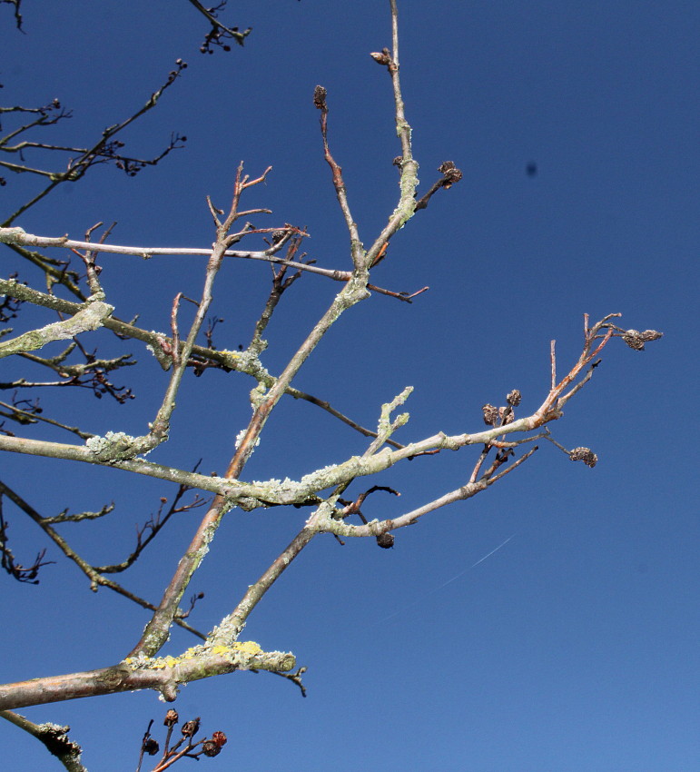 Изображение особи Sorbus mougeotii.