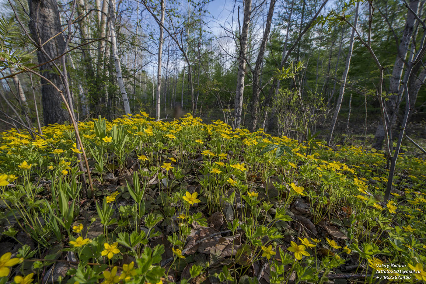 Изображение особи Waldsteinia ternata ssp. maximowicziana.