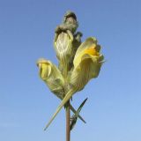 Linaria incompleta