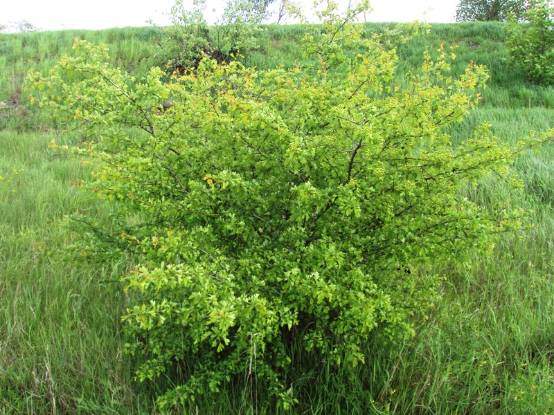 Image of Crataegus monogyna specimen.