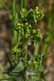 Anchusa pseudochroleuca