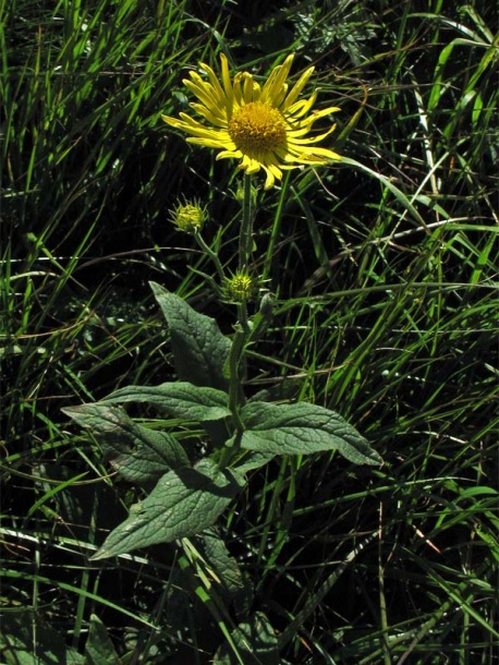 Изображение особи Doronicum austriacum.