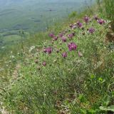 Astragalus circassicus. Цветущие растения. Краснодарский край, Абинский р-н, хр. Грузинка, гора Шизе. 10.05.2014.