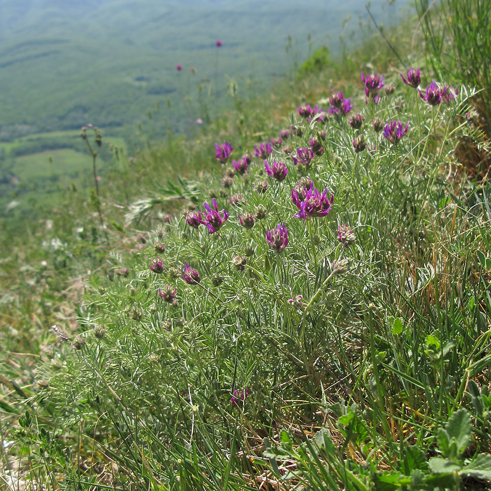 Изображение особи Astragalus circassicus.