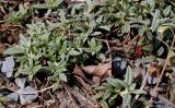 Helianthemum alpestre. Побеги. Германия, г. Дюссельдорф, Ботанический сад университета. 04.05.2014.