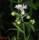 Erigeron annuus