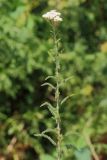 Achillea setacea. Верхушка побега с соцветием. Ростовская обл., Неклиновский р-н, Самбекское с/п, дол. р. Самбек. 15.06.2014.