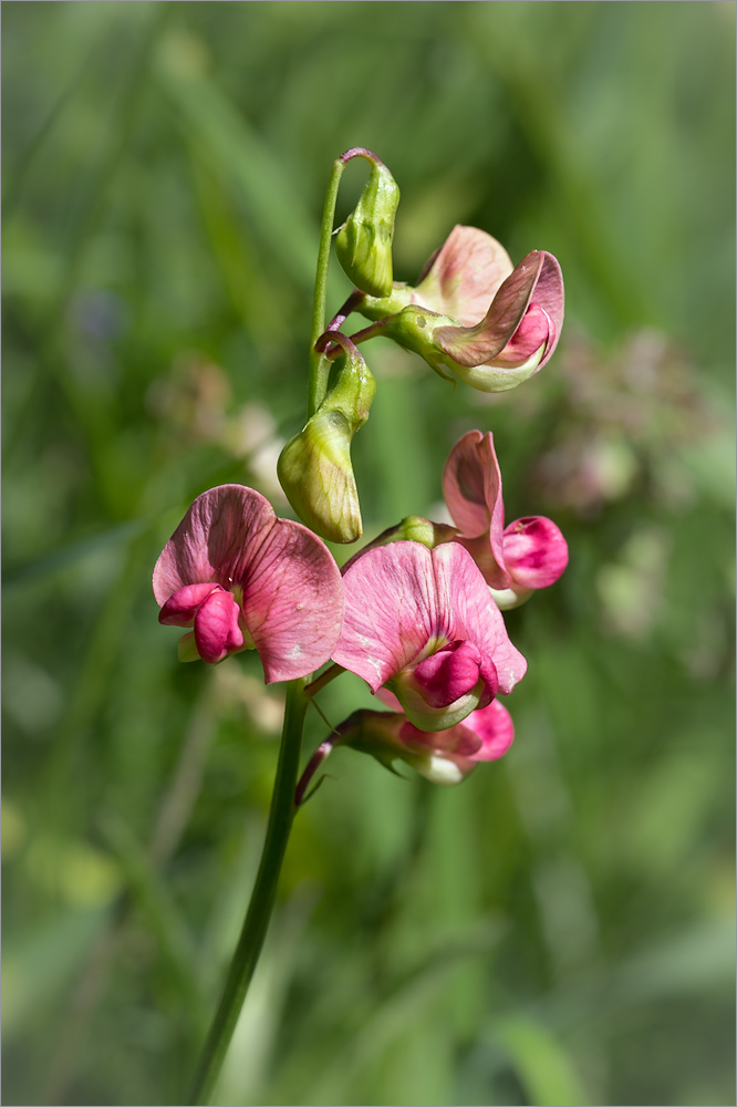 Image of Lathyrus sylvestris specimen.