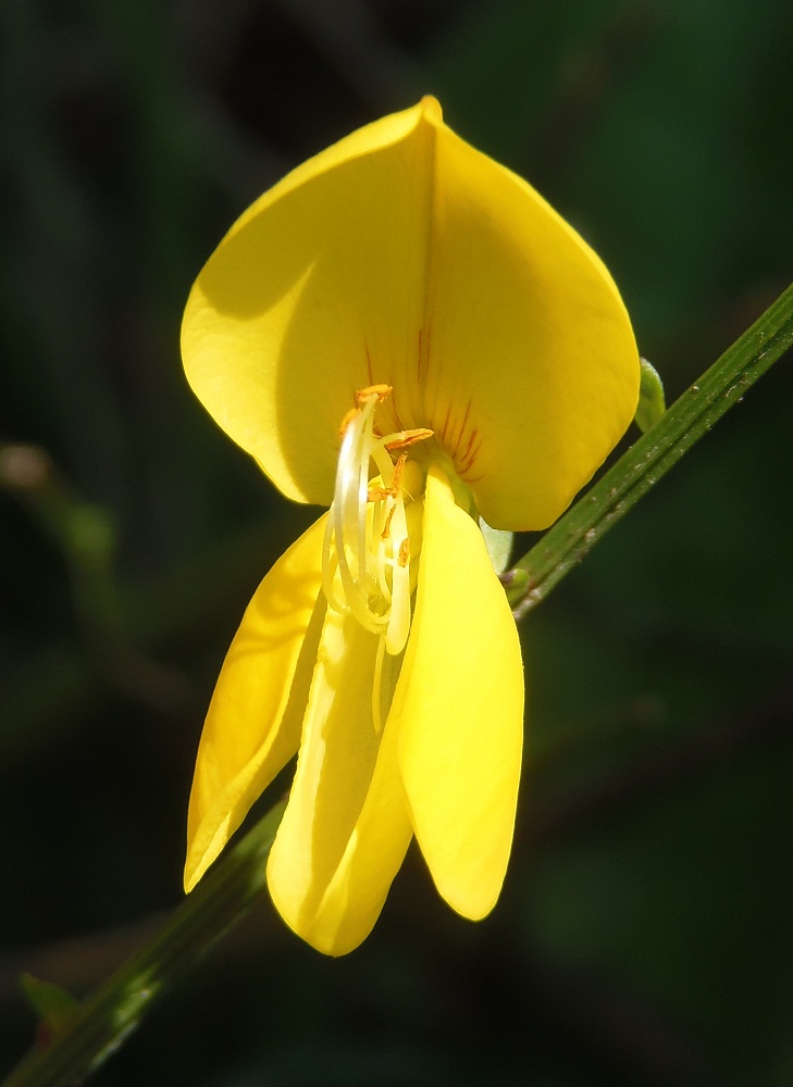 Изображение особи Sarothamnus scoparius.