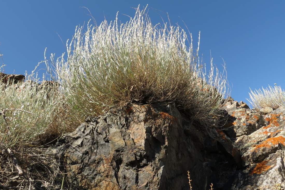 Изображение особи Artemisia juncea.