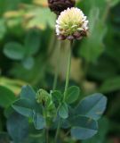 Trifolium rytidosemium