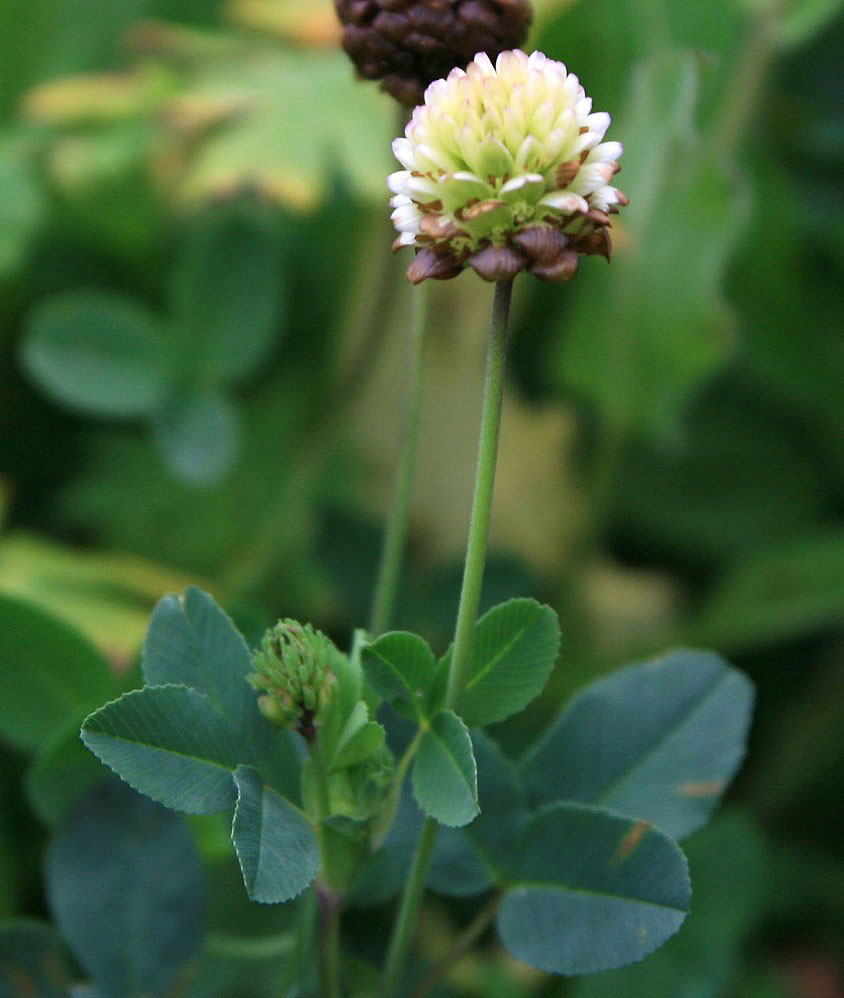 Изображение особи Trifolium rytidosemium.