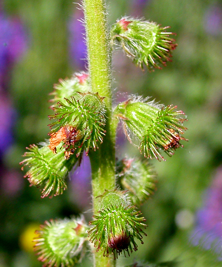 Image of Agrimonia eupatoria specimen.