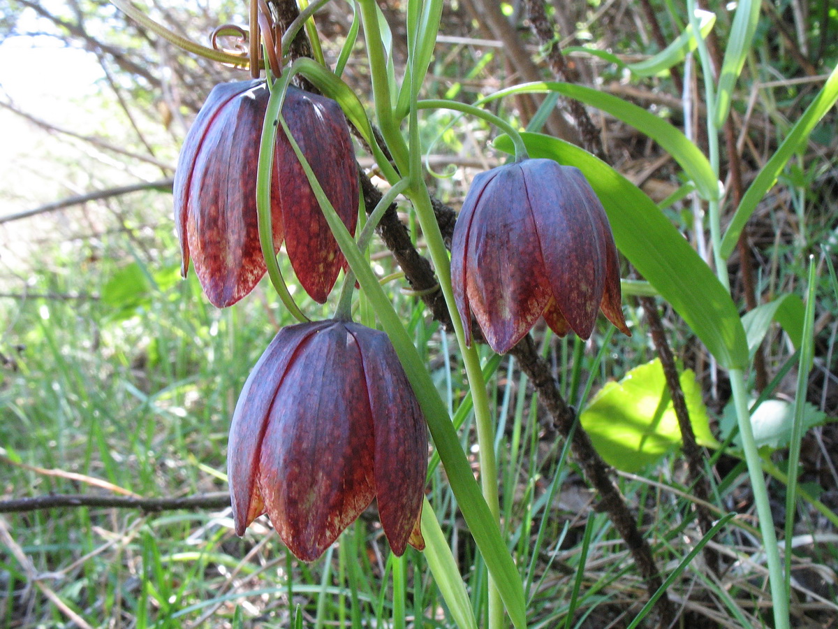 Image of Fritillaria kolbintsevii specimen.