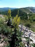 Verbascum lychnitis