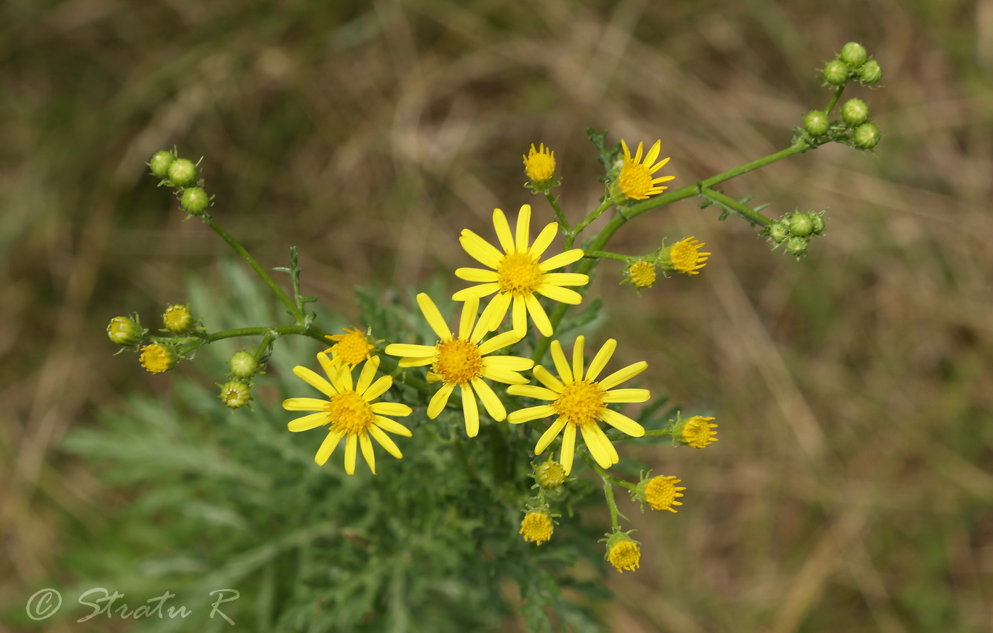 Image of Senecio erucifolius specimen.