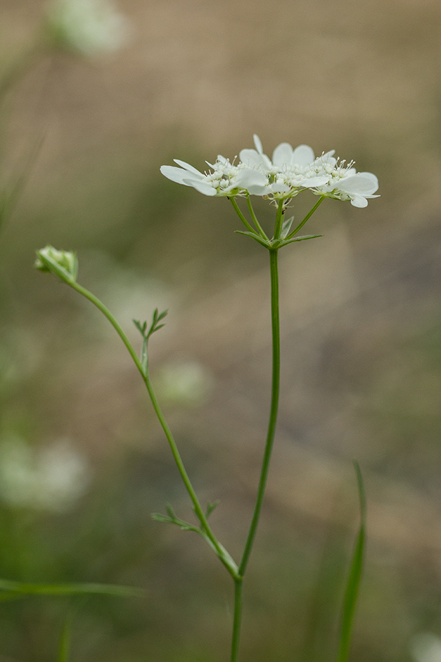 Image of genus Orlaya specimen.