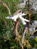 Silene bupleuroides. Цветок. Крымский природный заповедник, Бабуган-Яйла. 19.07.2009.