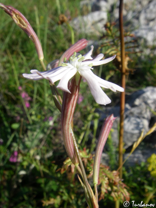 Изображение особи Silene bupleuroides.