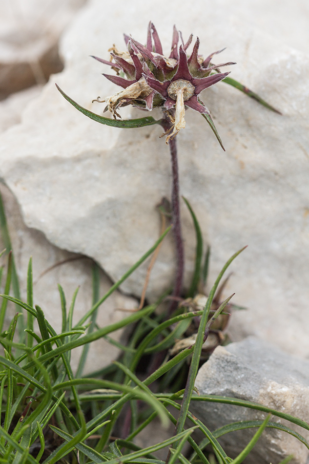 Image of Edraianthus tenuifolius specimen.