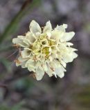 Cephalaria uralensis. Соцветие. Украина, Кировоградская обл., Устиновский р-н, ландшафтный заказник \"Урочище Монастырище\", левый борт долины р. Ингул, петрофитная степь. 05.10.2013.