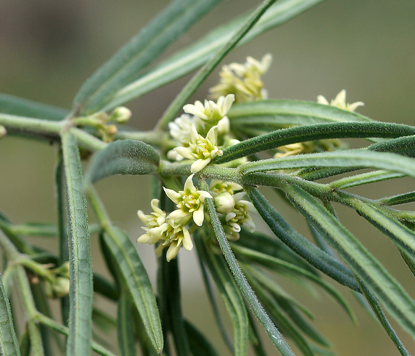 Изображение особи Vincetoxicum sibiricum.