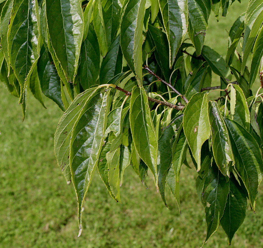 Изображение особи род Celtis.