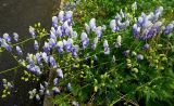 Aconitum × stoerkianum. Полегшие цветущие растения (сорт 'Bicolor'). Латвия, Рига, Ботанический сад Латвийского университета, участок непрерывного цветения. 02.08.2013.