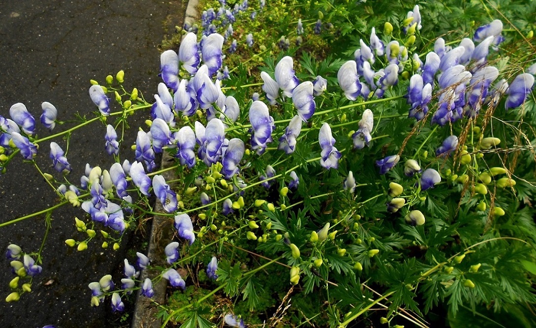 Image of Aconitum &times; stoerkianum specimen.