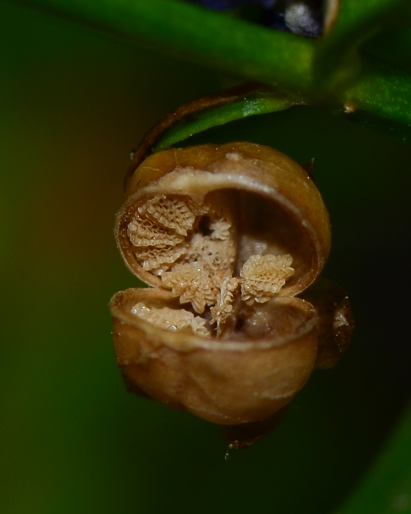 Image of Angelonia angustifolia specimen.