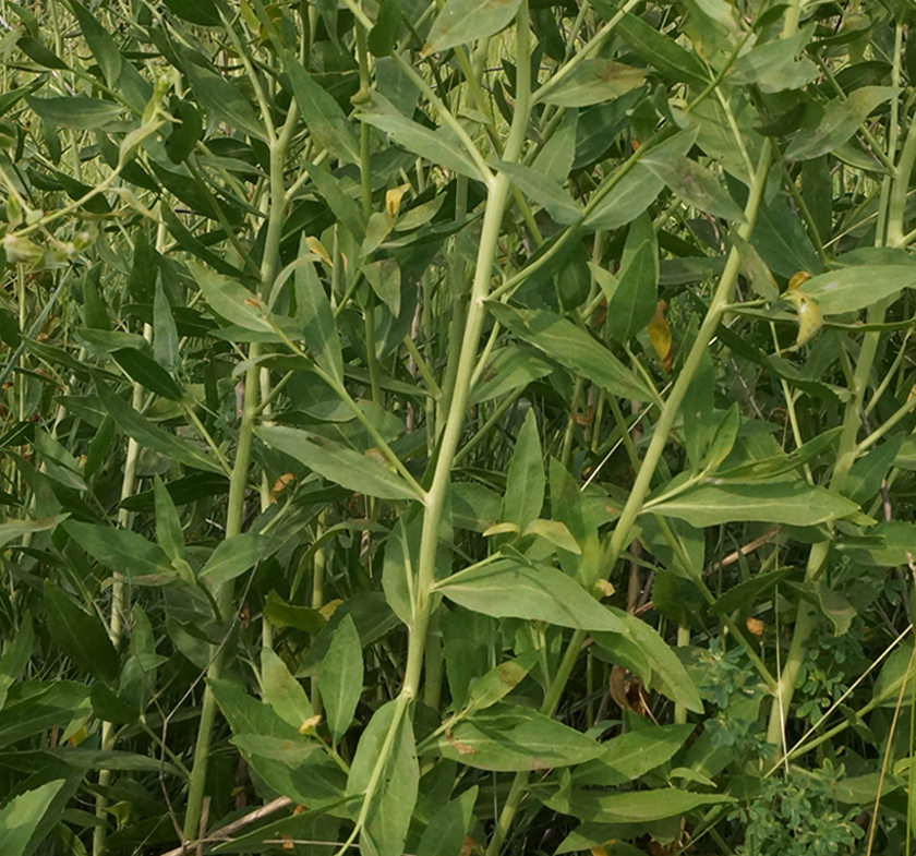 Image of Lepidium latifolium specimen.