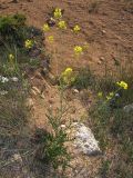 Erucastrum cretaceum. Цветущее растение. Крым, Севастополь, м. Фиолент. 31 мая 2009 г.