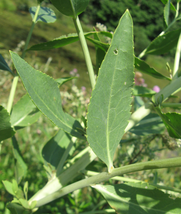 Image of Lepidium latifolium specimen.