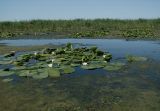 Nymphaea alba