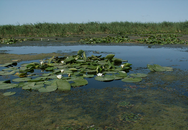 Изображение особи Nymphaea alba.