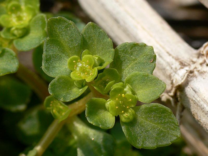 Image of Chrysosplenium kamtschaticum specimen.