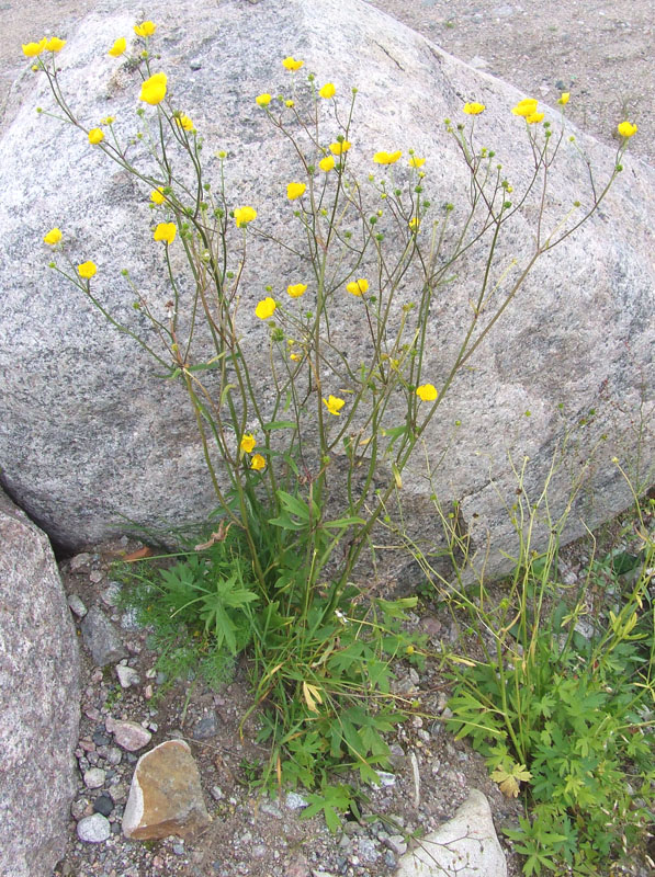 Image of genus Ranunculus specimen.