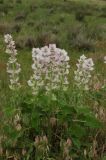 Salvia sclarea