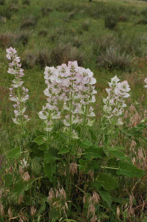 Image of Salvia sclarea specimen.
