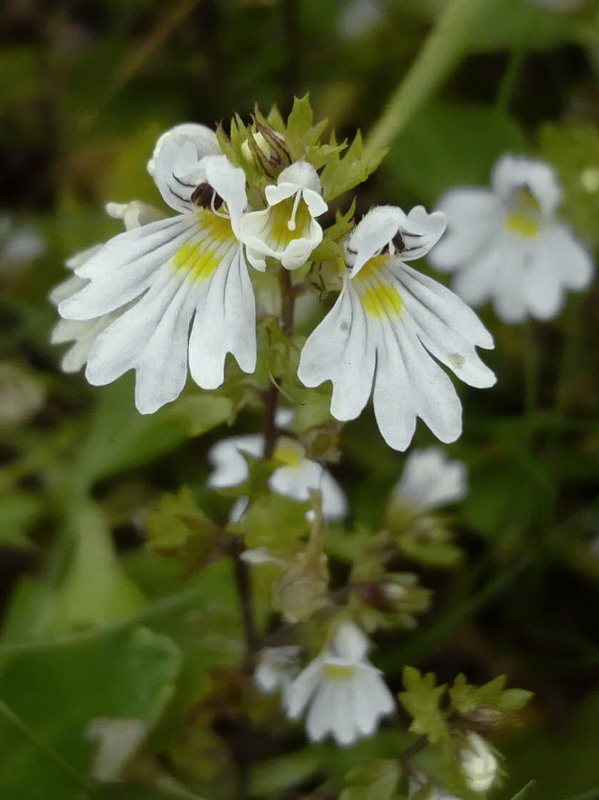 Изображение особи Euphrasia alboffii.