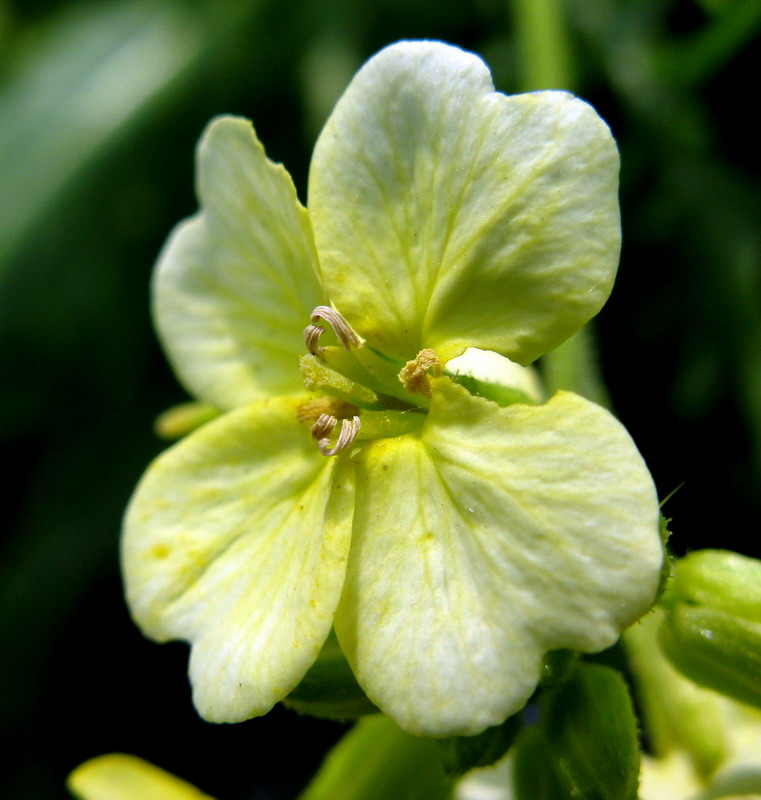 Изображение особи Chorispora sibirica.