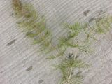 Myriophyllum sibiricum