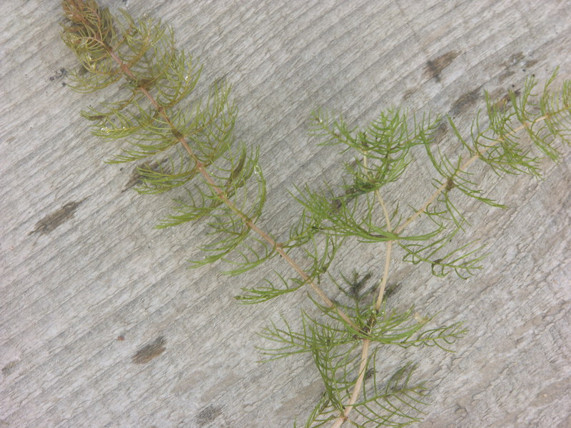 Image of Myriophyllum sibiricum specimen.