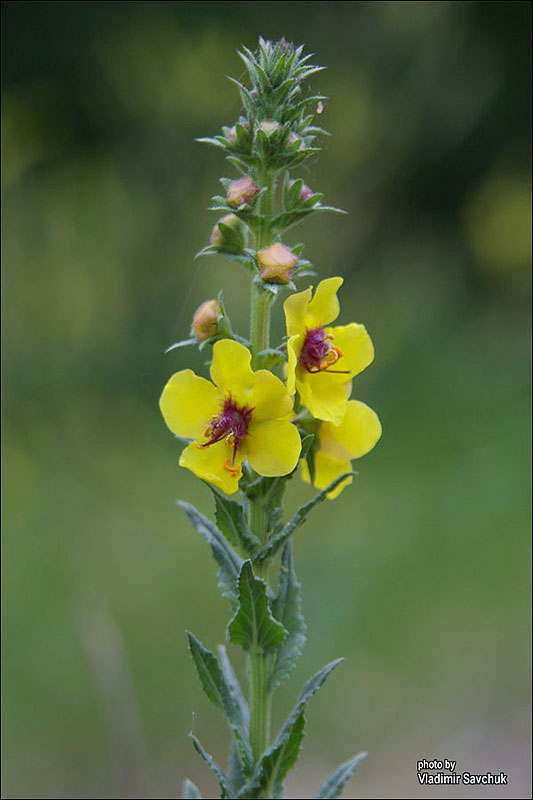 Изображение особи Verbascum blattaria.