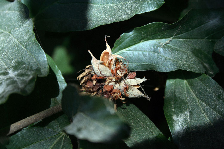 Изображение особи Parrotia persica.