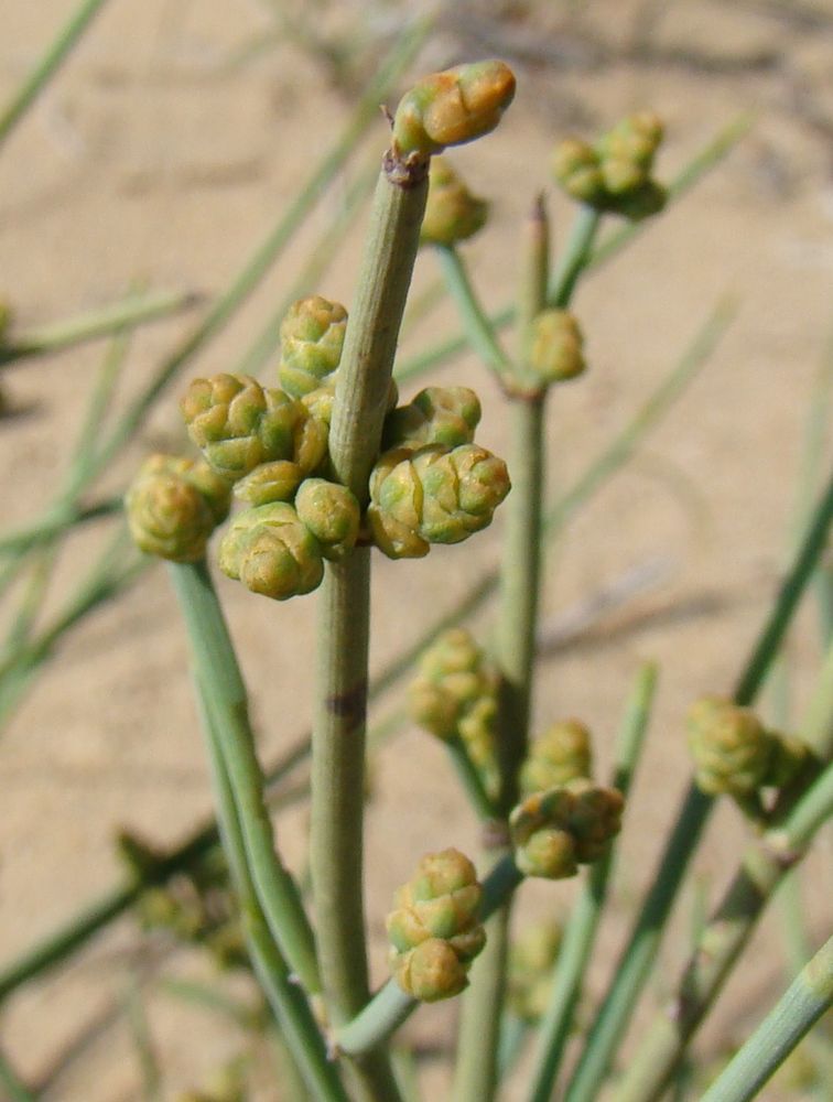 Изображение особи Ephedra intermedia.