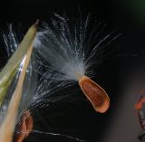 Asclepias curassavica